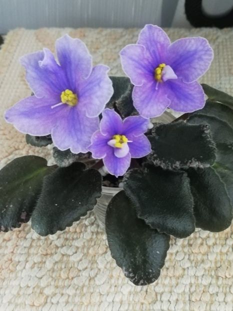 15 dec - Sonoma Look Twice