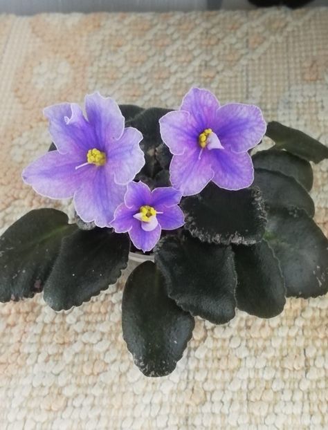 15 dec - Sonoma Look Twice