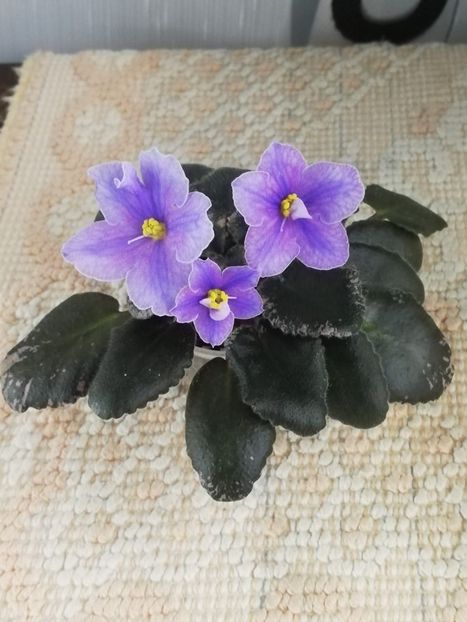 15 dec - Sonoma Look Twice