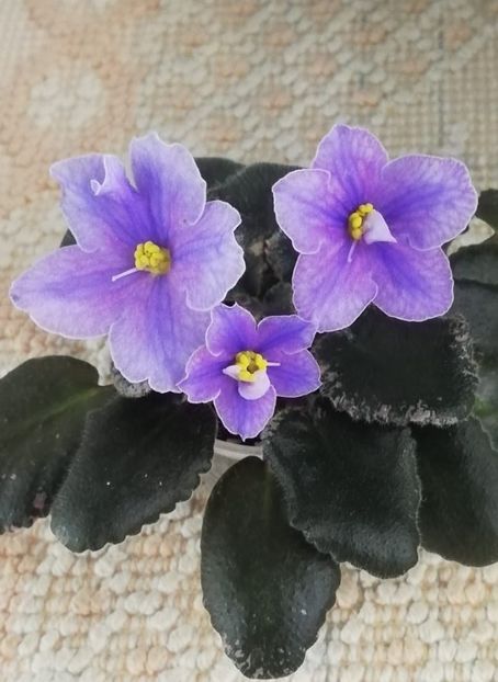 15 dec - Sonoma Look Twice