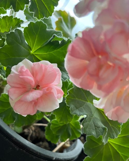 36F3EDE8-DFC0-4BCF-BE2A-C02C9B2FDA2F - Muscate