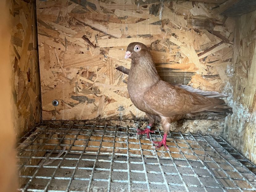 1421/20 - 5- lot zbor 2022