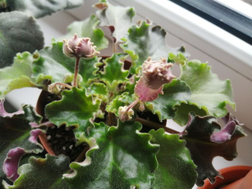  - Rob_s Antique Rose