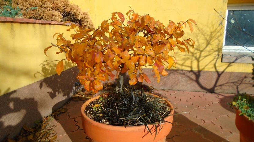 Arbore magic persan (Parrotia persica) - Toamna 2020-2021-2022-2023