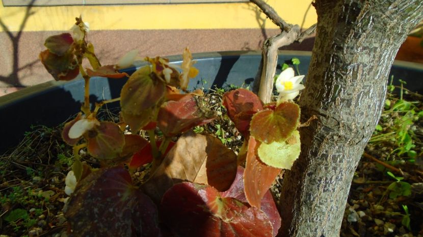 Begonia semperflorens (cerata, cucullata), Brazilia - Toamna 2020-2021-2022-2023