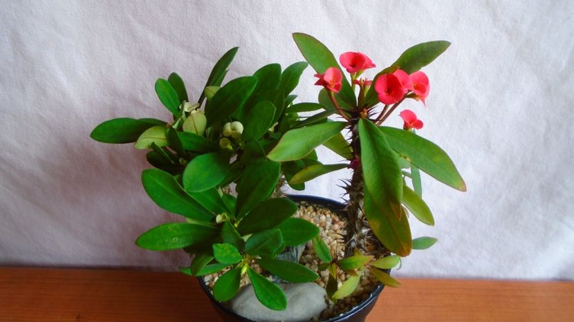 Euphorbia milii flori rosii & Euphorbia milii flori albe - Caudiciforme-pachycaule si bulboase 2022-2023