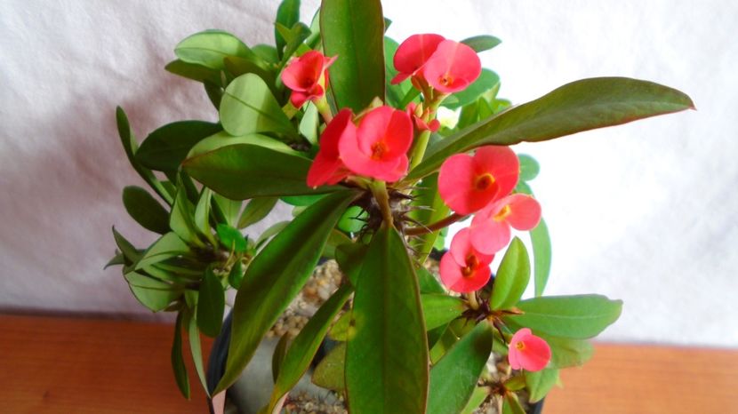 Euphorbia milii flori rosii & Euphorbia milii flori albe - Caudiciforme-pachycaule si bulboase 2022-2023