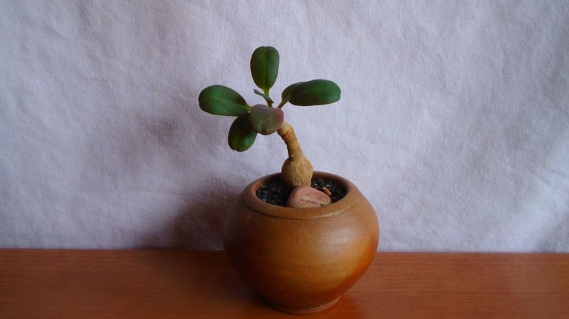 Euphorbia brunellii, Ethiopia, Kenya, Sudan - Caudiciforme-pachycaule si bulboase 2022-2023