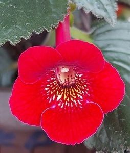 RF'S ROYAL RED - AAA RIZOMI ACHIMENES DISPONIBILI -2023