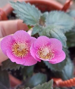 RF'S GALAXY - AAA RIZOMI ACHIMENES DISPONIBILI -2023