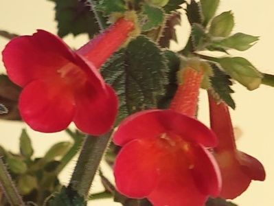 MMS 0218 Xa - AAA RIZOMI ACHIMENES DISPONIBILI -2023