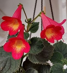 NORTWOODST SUNBURST - AAA RIZOMI ACHIMENES DISPONIBILI -2023