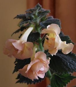 GOLDEN BELLS - AAA RIZOMI ACHIMENES DISPONIBILI -2023