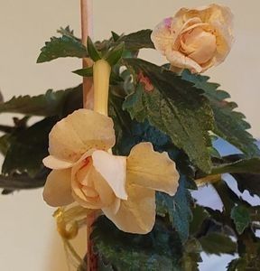 MINI TRINITY - MINI TRINITY