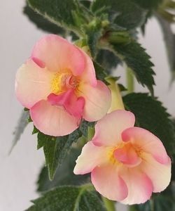 AMIE SALIBA - AAA RIZOMI ACHIMENES DISPONIBILI -2023