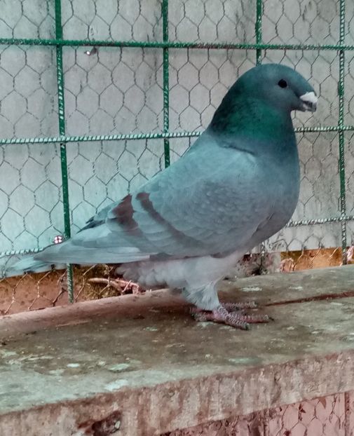  - American show Racer