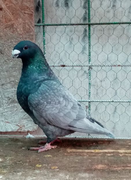  - American show Racer