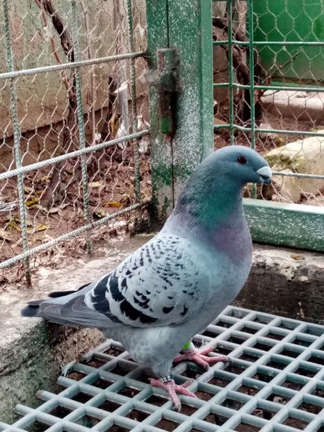  - American show Racer