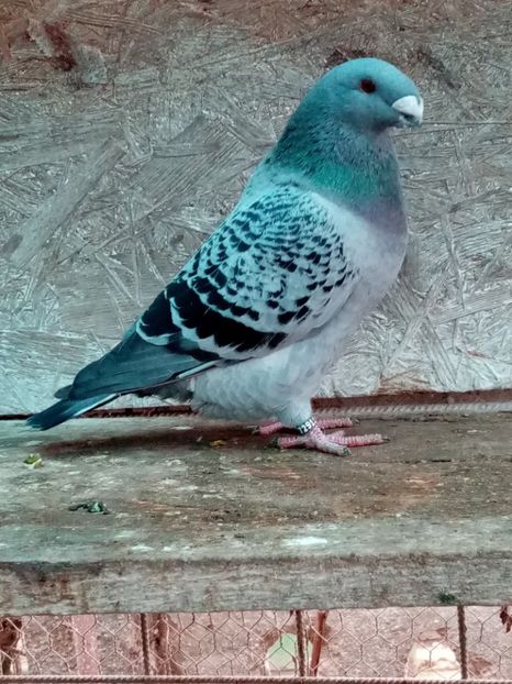  - American show Racer