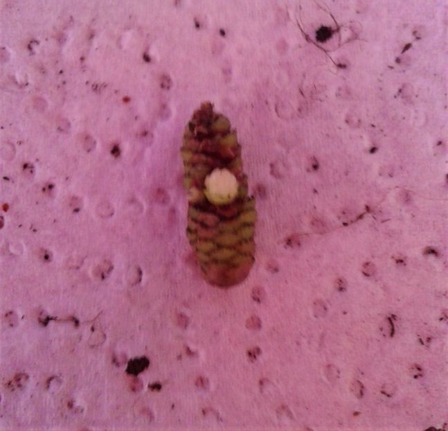  - Rizomii de achimenes 2023 2024