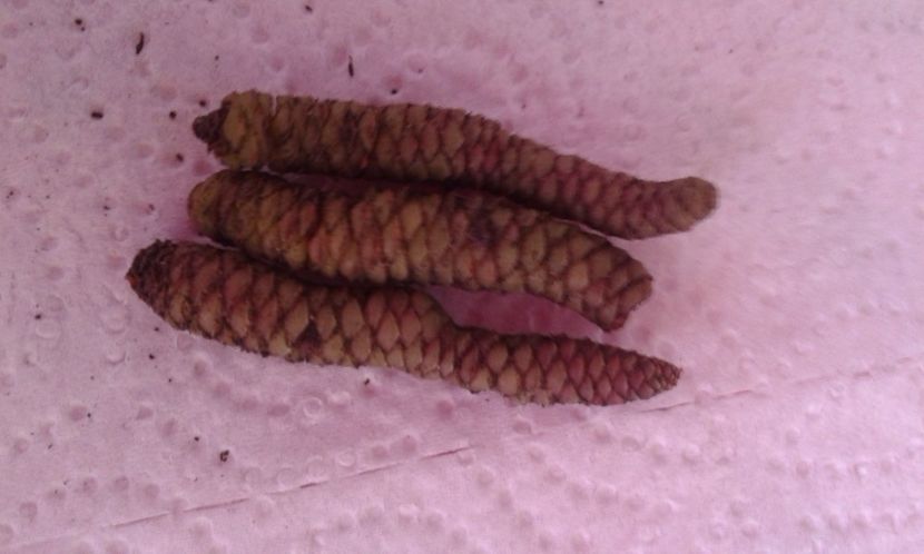  - Rizomii de achimenes 2023 2024