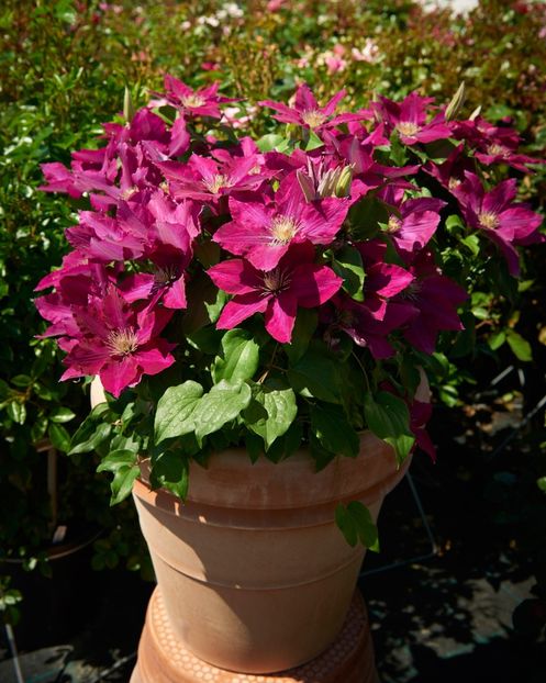 Anley - CLEMATITE DE VANZARE