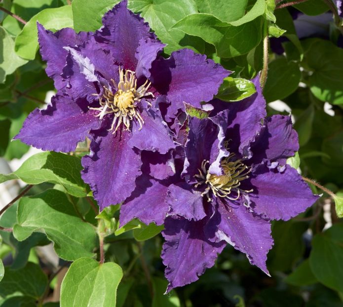 Becca1 - CLEMATITE DE VANZARE