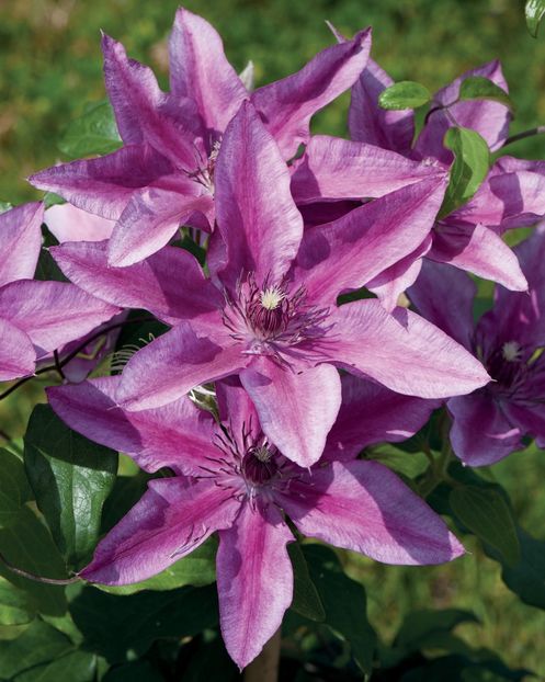 Darcy™ Tudor Patio® Evipo106 (N) - CLEMATITE DE VANZARE