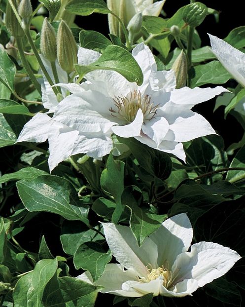 Eira™ Tudor Patio® Evipo107 (N) - CLEMATITE DE VANZARE