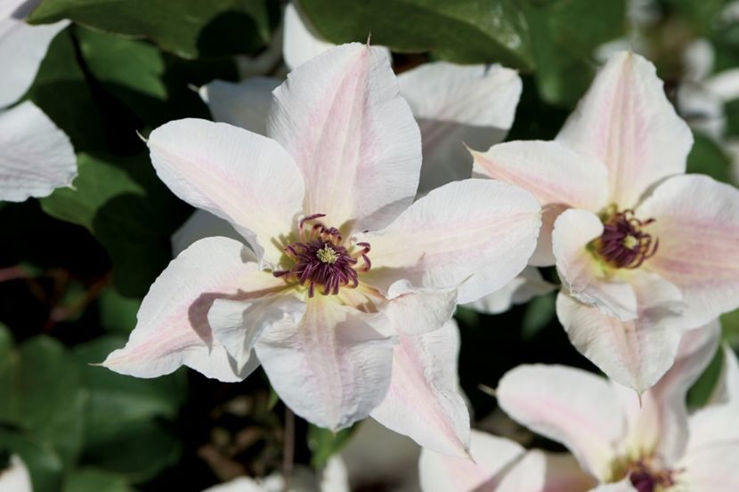 Faun™ Tudor Patio® Evipo108 (N) (1) - CLEMATITE DE VANZARE