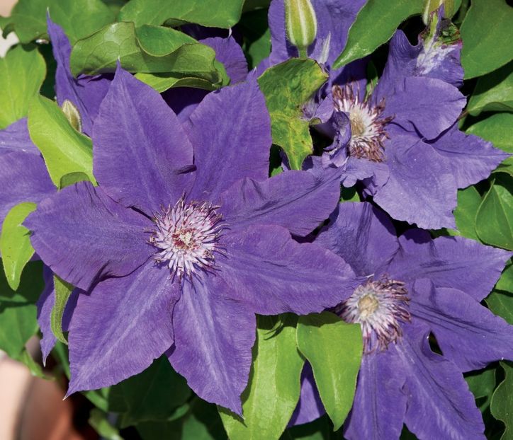 Hadley™ Tudor Patio® Evipo109 (N) (1) - CLEMATITE DE VANZARE