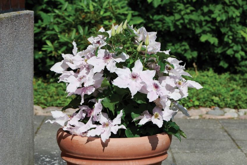 Mirabelle™ Boulevard® Evipo072 (N) (2) - CLEMATITE DE VANZARE