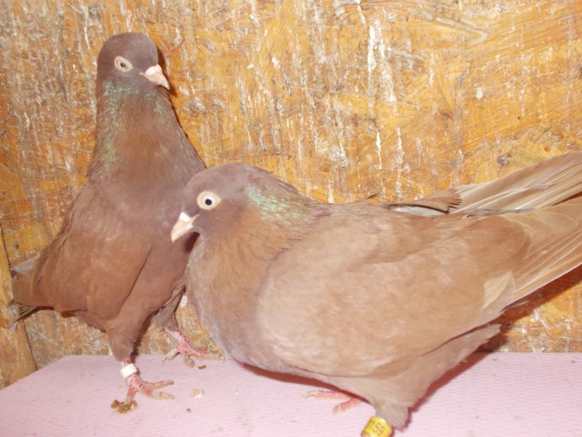  - Rolleri de Birmingam 2022