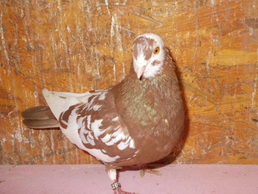  - Rolleri de Birmingam 2022