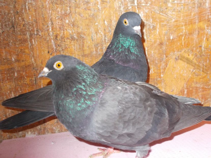  - Rolleri de Birmingam 2022