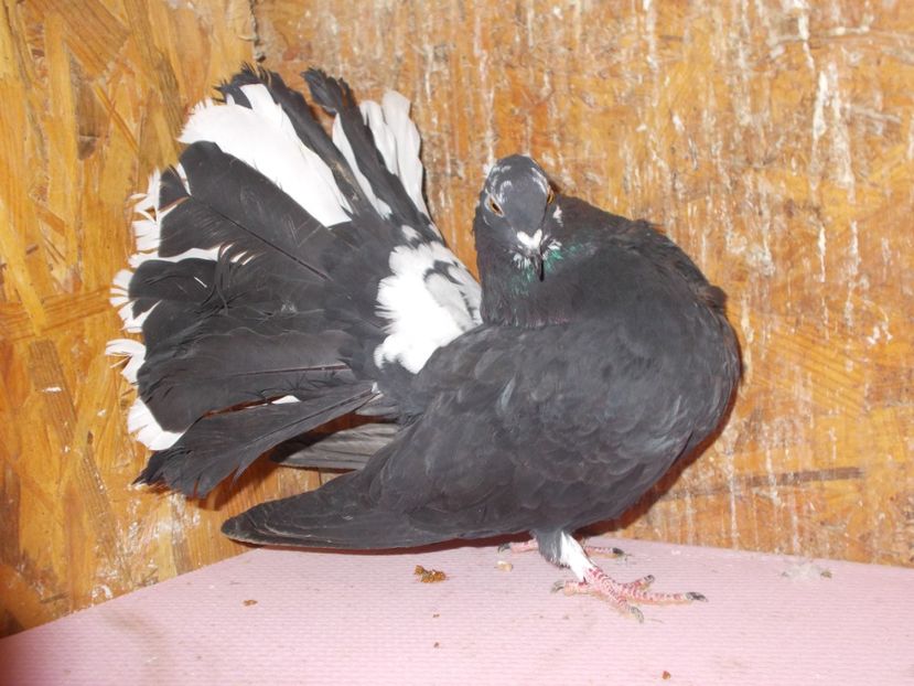 De vinzare 50lei - voltatialbicucoadaneagra