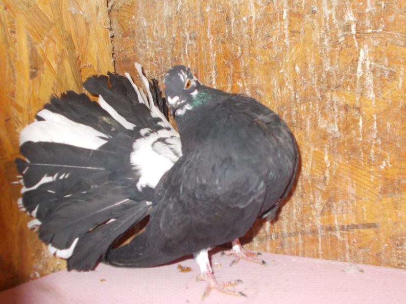  - voltatialbicucoadaneagra