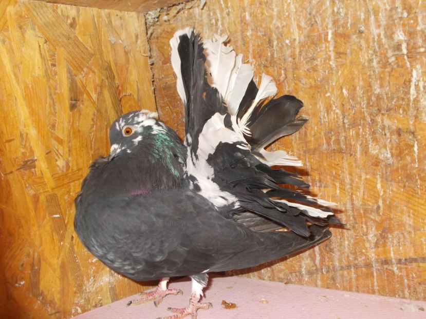  - voltatialbicucoadaneagra