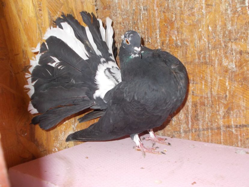  - voltatialbicucoadaneagra