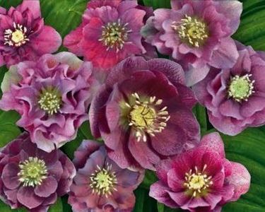 ordubred - HELLEBORUS ORIENTALLIS