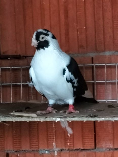 IMG20221218100213 - decembrie 2022