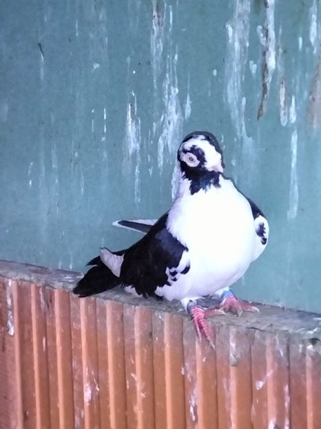 IMG20221218100128 - decembrie 2022