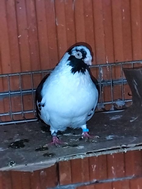 IMG20221218095850 - decembrie 2022