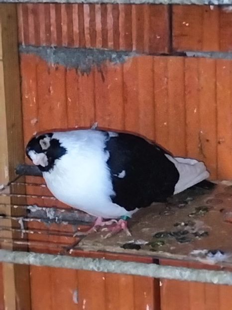 IMG20221218095821 - decembrie 2022