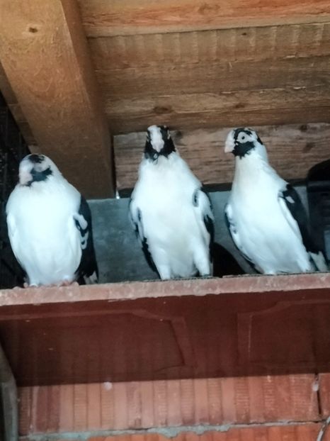 IMG20221218095755 - decembrie 2022