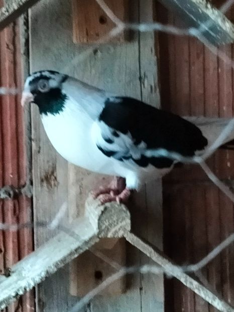 IMG20221218095716 - decembrie 2022