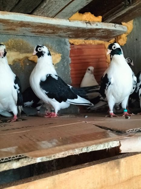 IMG20221218095619 - decembrie 2022