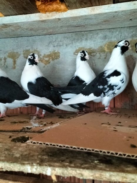 IMG20221218095612 - decembrie 2022