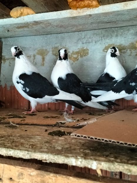 IMG20221218095608 - decembrie 2022