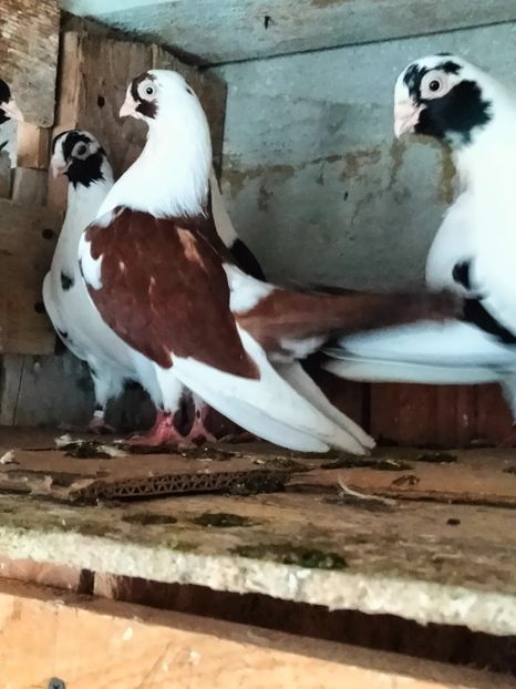 IMG20221218095540 - decembrie 2022